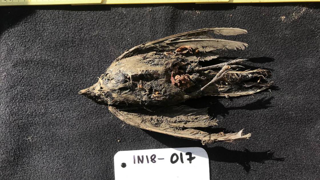 Cet oiseau a été découvert dans le pergélisol en 2018. Il a... 46 000 ans. © Love Dalén
