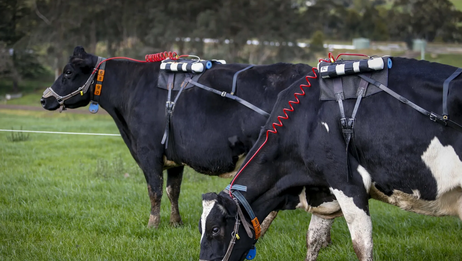 Des vaches équipés de récupérateurs de méthane. ©Eddie Jim